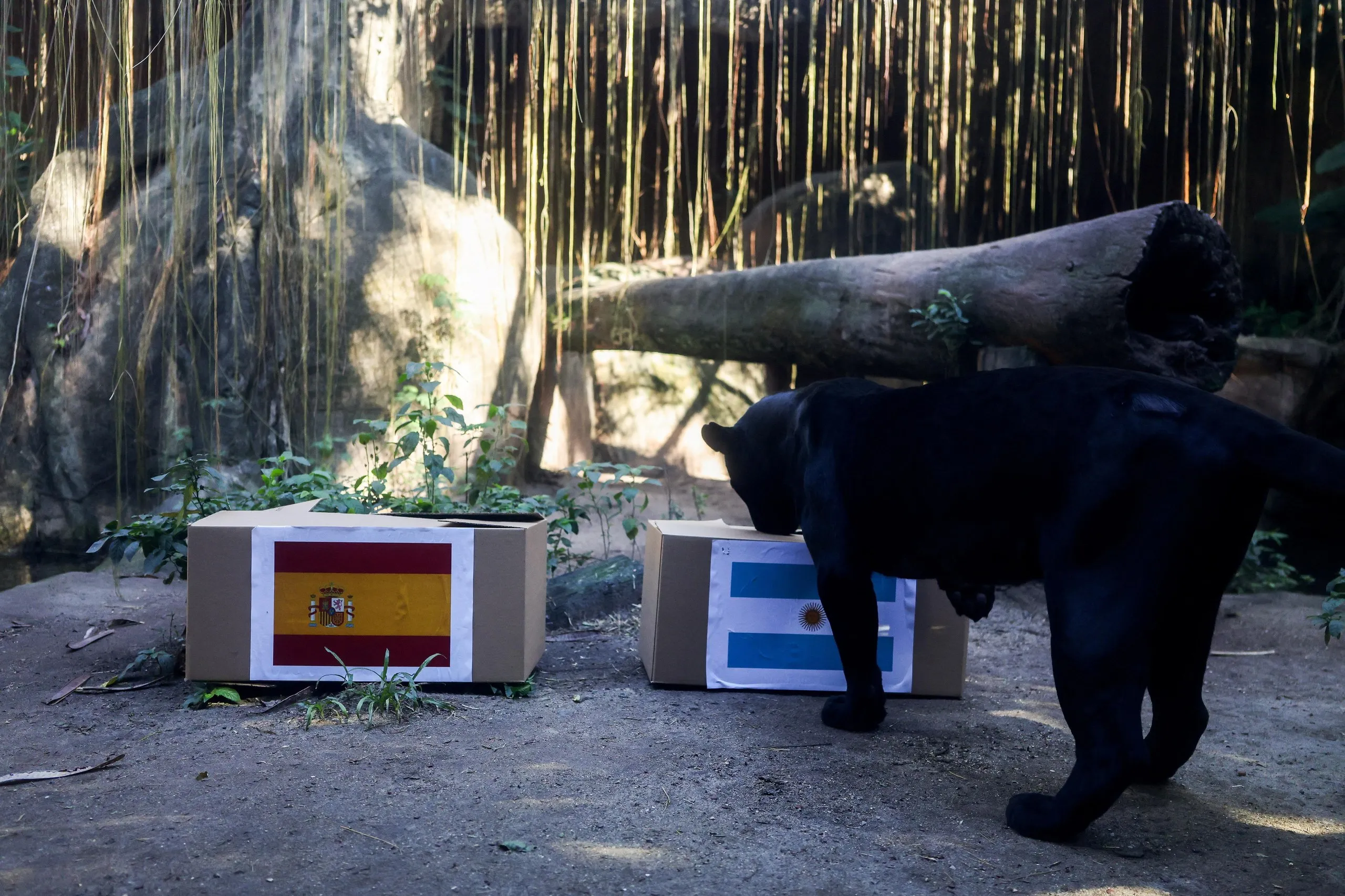 Poty the jaguar picks Argentina at BioParque, in Rio de Janeiro